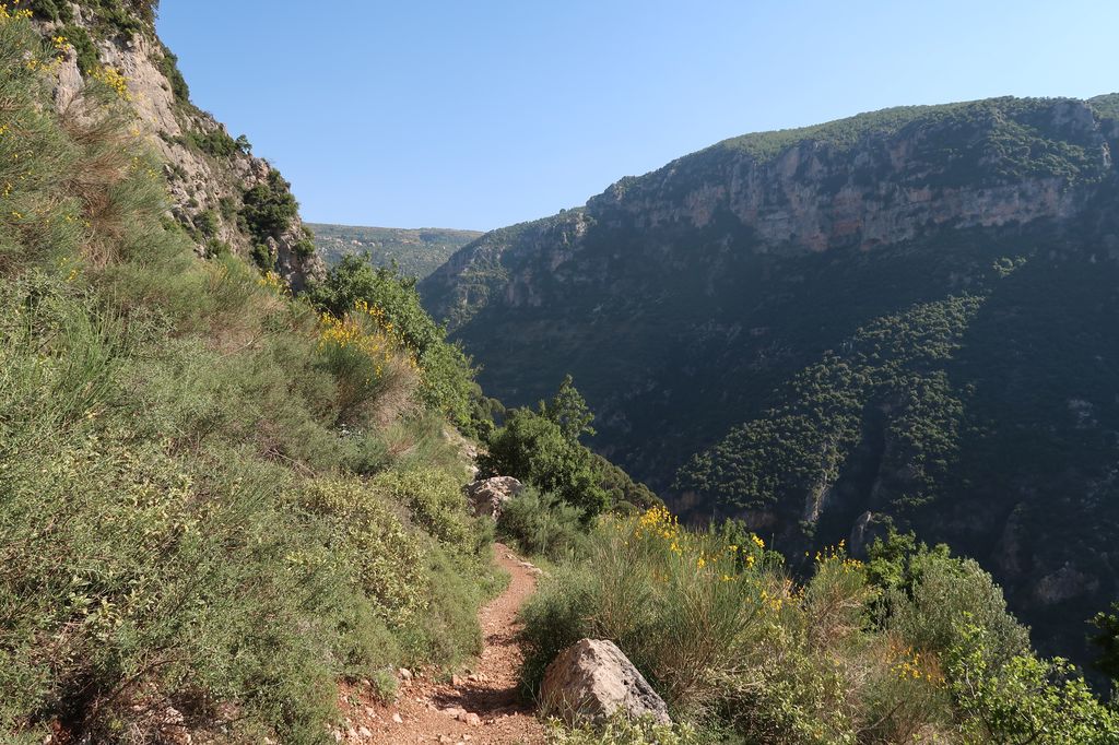 La végétation dans la vallée de Qadisha.
