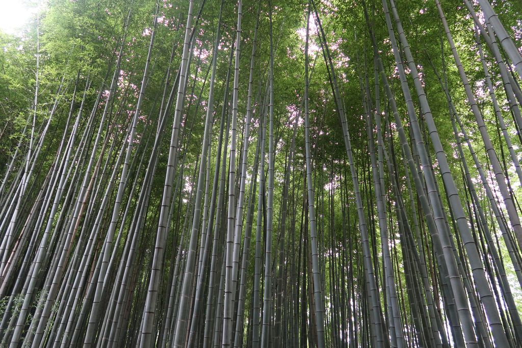 Les spectaculaires bambous d'Arashiyama.