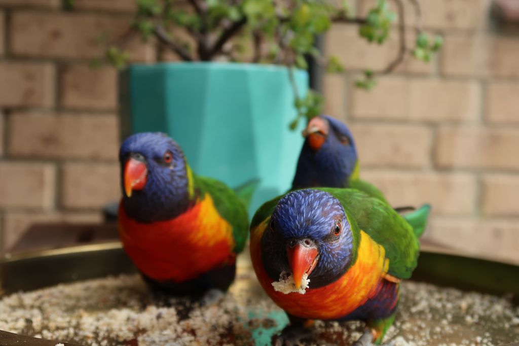 Le gang des trois perroquets, prêts à tout pour obtenir de la mie de pain au petit déjeuner.