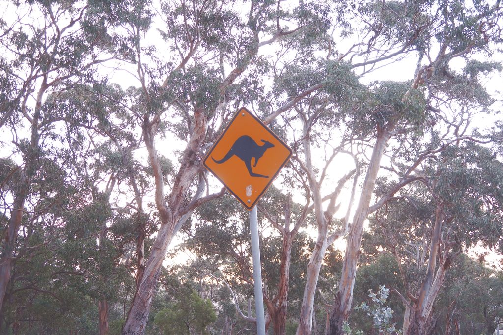 Attention aux kangourous.