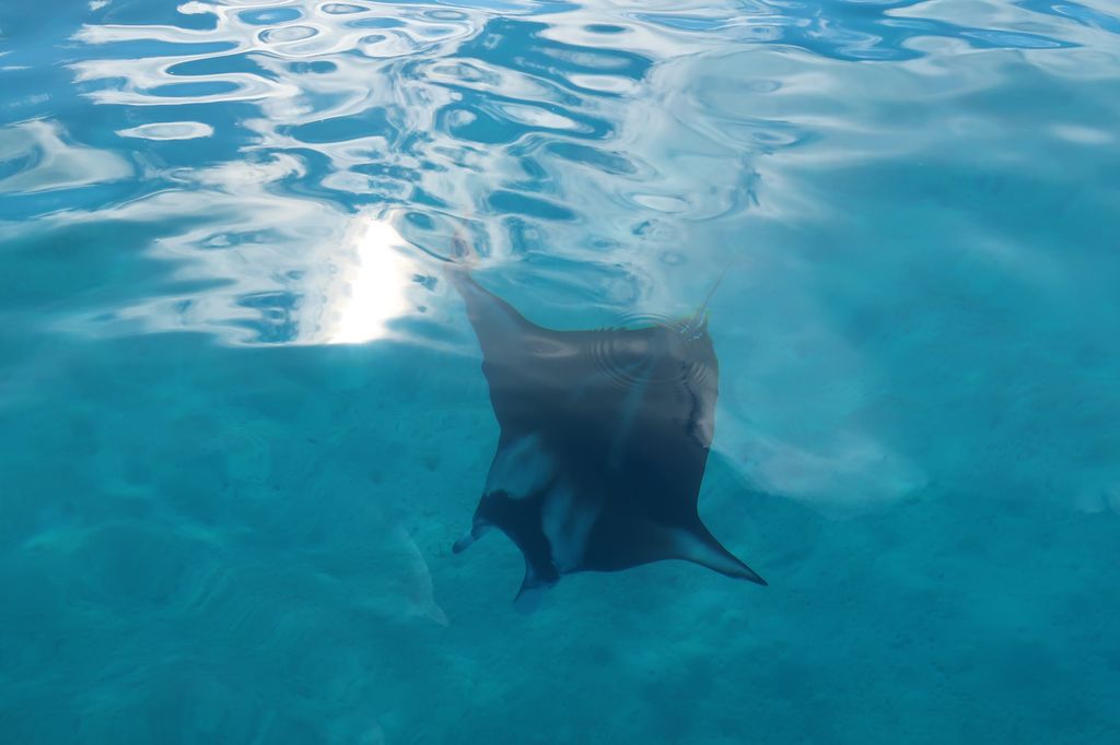 L'eau est tellement claire qu'on voit les raies manta depuis le bateau.