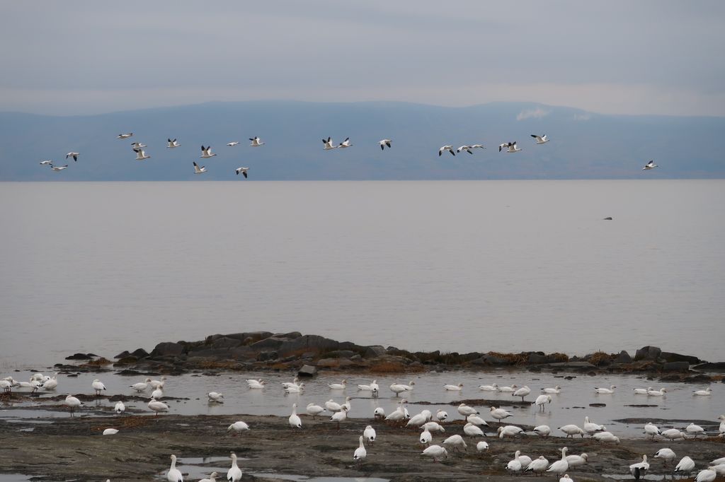Les oies, entre ciel et terre.